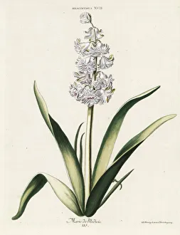 Hyacinth hybrid variety, Marie de Medicis Hyacinth hybrid variety, Marie de Medicis