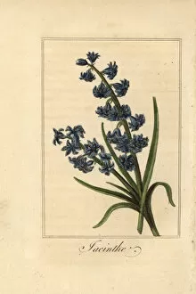 Hyacinth, jacinthe, Hyacinthus orientalis