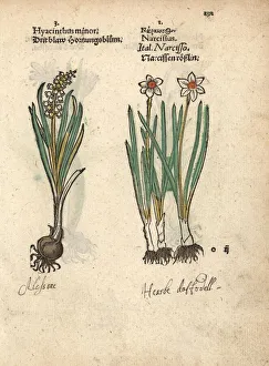 Hyacinth variety, Hyacinthus minor, and daffodil Hyacinth variety, Hyacinthus minor, and daffodil