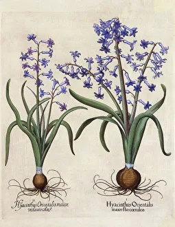 Hyacinthus Orientalis (Hyacinth) Hyacinthus Orientalis (Hyacinth)