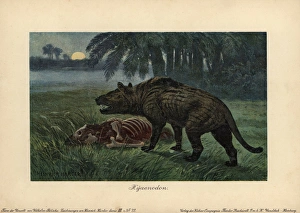 Hyaenodon, extinct genus of carnivorous creodonts Hyaenodon, extinct genus of carnivorous creodonts