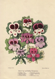 Hybrid Cape and bedding pelargoniums Hybrid Cape and bedding pelargoniums