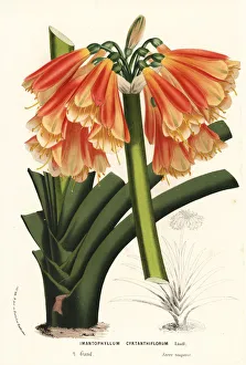 Hybrid clivia, Clivia cyrtanthiflora Hybrid clivia, Clivia cyrtanthiflora
