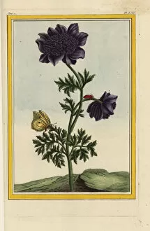 Hybrid garden anemone or pasqueflower, Pulsatilla vulgaris