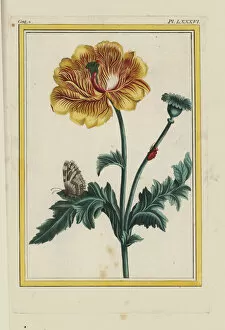 Hybrid poppy, Papaver or Meconopsis species