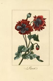 Hybrid variety of poppy, pavot, Papaver rhoeas