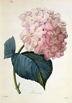 Botanical Prints: Hydrangea hortensis, French hydrangea