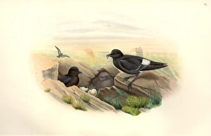 Hydrobates pelagicus, European storm petrel Hydrobates pelagicus, European storm petrel