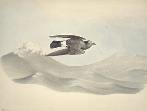 Hydrobates pleagicus, European storm petrel Hydrobates pleagicus, European storm petrel