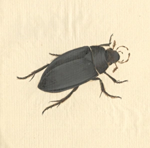 Hydrophilus piceus, great silver water beetle Hydrophilus piceus, great silver water beetle