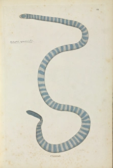Hydrophis cyanocinctus, Annulated sea snake Hydrophis cyanocinctus, Annulated sea snake