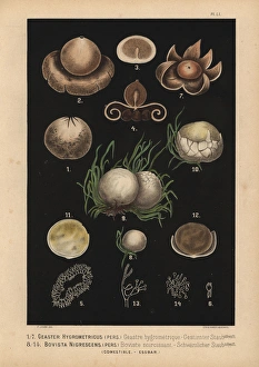 Hygroscopic earthstar, Geastrum hygrometricum Hygroscopic earthstar, Geastrum hygrometricum