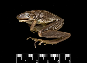 Hyla nasuta, rocket frog Hyla nasuta, rocket frog