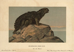 Hylaeosaurus, extinct genus of herbivore from the Cretaceous Hylaeosaurus, extinct genus of herbivore from the Cretaceous