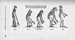 Hylobates sp., Pongo pygmaeus, Pan troglodytes, Gorilla gori Hylobates sp., Pongo pygmaeus, Pan troglodytes, Gorilla gori