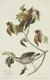 Hylocichla mustelina, wood thrush Hylocichla mustelina, wood thrush