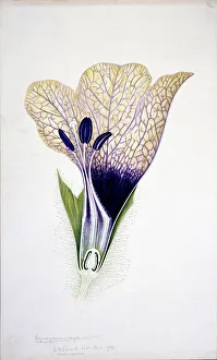 Hyoscyamus niger, black henbane