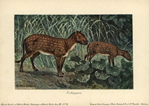 Hyracotherium or Eohippus, the dawn horse Hyracotherium or Eohippus, the dawn horse