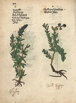 Hyssop varieties, Hyssopus officinalis Hyssop varieties, Hyssopus officinalis