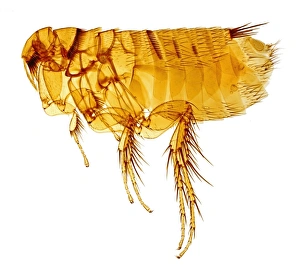 Hystrichopsylla talpae talpae, mole flea Hystrichopsylla talpae talpae, mole flea