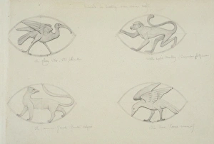 Ibis, monkey, common genet and crow design Ibis, monkey, common genet and crow design