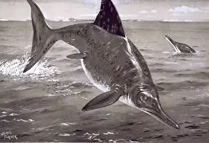 Ichthyosaurus Ichthyosaurus Print: A Jurassic Marine Reptile