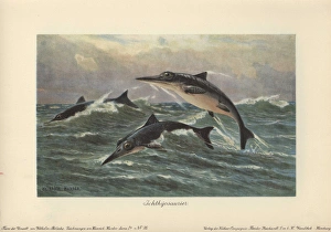 Ichthyosaurus, extinct genus of ichthyosaur Ichthyosaurus, extinct genus of ichthyosaur