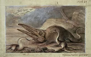 Habitat Gallery: Ichthyosaurus, Plesiosaurus