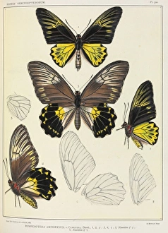 Icones Ornithopterorum by Robert Rippon, 1816-1917 Icones Ornithopterorum by Robert Rippon, 1816-1917