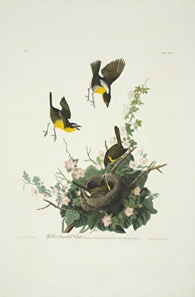 Icteria virens, yellow-breasted chat Icteria virens, yellow-breasted chat