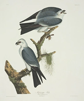 Ictinia mississippiensis, Mississippi kite Ictinia mississippiensis, Mississippi kite