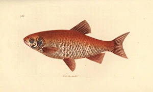 Ide or orfe, Leuciscus idus Ide or orfe, Leuciscus idus