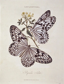 <b class=qtipBold><figcaption>Idea idea, idea tree nymph</figcaption></b><br>Plate 24, an illustration of a pair of idea tree nymphs from Insects of India by Edward Donovan (1768-1837). Date:<br><em>© Mary Evans / Natural History Museum</em> Idea idea, idea tree nymph