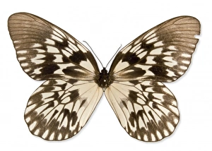 <b class=qtipBold><figcaption>Idea tambusisiana, tree-nymph</figcaption></b><br>Butterfly discovered on the slopes of Gunung Tambusisi on the island of Sulawesi, Indonesia in 1981 by Anthony Bedford-Russell. Date:<br><em>© Mary Evans / Natural History Museum</em> Idea tambusisiana, tree-nymph