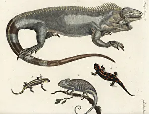 Iguana, chameleon and fire salamanders Iguana, chameleon and fire salamanders