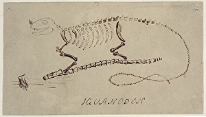 Iguanodon reconstruction by Gideon Mantell Iguanodon reconstruction by Gideon Mantell
