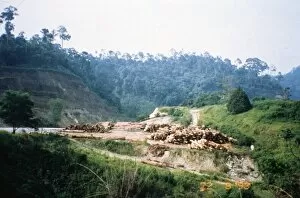 Environmental Impact Gallery: Illegal logging