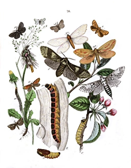Illus, Cossidae -- Cochliopodidae -- Hepialidae -- Psychidae Illus, Cossidae -- Cochliopodidae -- Hepialidae -- Psychidae