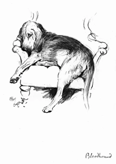 Illustration of a Bloodhound by Cecil Aldin Illustration of a Bloodhound by Cecil Aldin