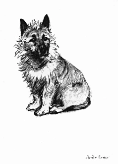 Illustration of a Border terrier by Cecil Aldin Illustration of a Border terrier by Cecil Aldin