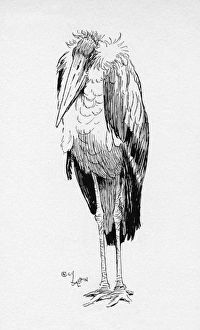 Illustration by Cecil Aldin, The Adjutant Bird Illustration by Cecil Aldin, The Adjutant Bird