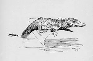 Alligator Gallery: Illustration by Cecil Aldin, The Alligator
