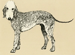 Illustration by Cecil Aldin, Bedlington terrier Illustration by Cecil Aldin, Bedlington terrier