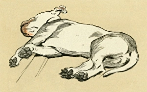 Illustration by Cecil Aldin, bull terrier lying down Illustration by Cecil Aldin, bull terrier lying down