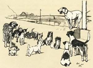 Illustration by Cecil Aldin, Cracker organising a dog show Illustration by Cecil Aldin, Cracker organising a dog show