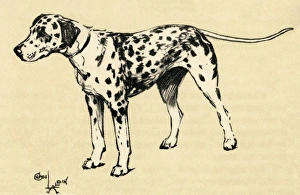 Illustration by Cecil Aldin, a Dalmatian Illustration by Cecil Aldin, a Dalmatian