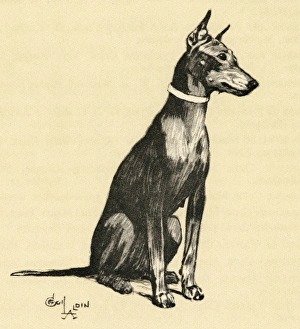 Illustration by Cecil Aldin, a Doberman pinscher Illustration by Cecil Aldin, a Doberman pinscher