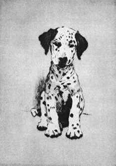 Illustration by Cecil Aldin, Dogs of Every Day Illustration by Cecil Aldin, Dogs of Every Day
