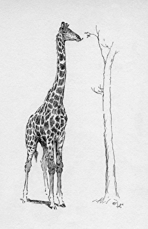 Illustration by Cecil Aldin, The Giraffe Illustration by Cecil Aldin, The Giraffe