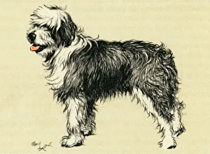 Illustration by Cecil Aldin, Jim, a bobtail sheepdog Illustration by Cecil Aldin, Jim, a bobtail sheepdog
